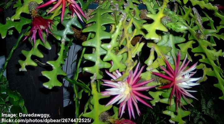 Rickrack Cactus (Selenicereus anthonyanus)