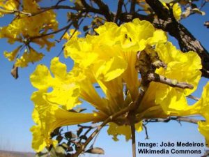 Tabebuia Tree: Types, Leaves, Flowers (Pictures) – Identification Guide