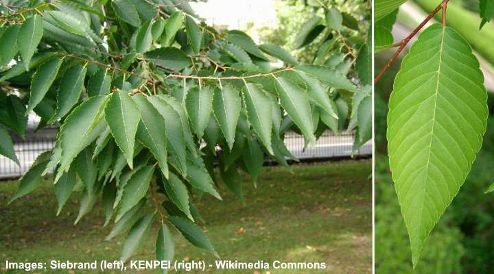 Zelkova Trees: Types, Leaves, Bark (Pictures) – Identification