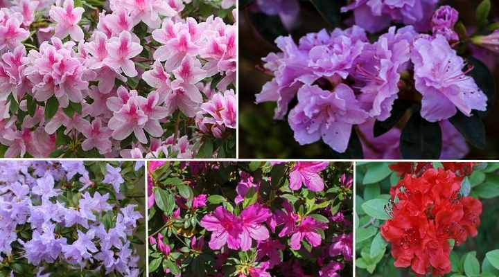 azalea flower