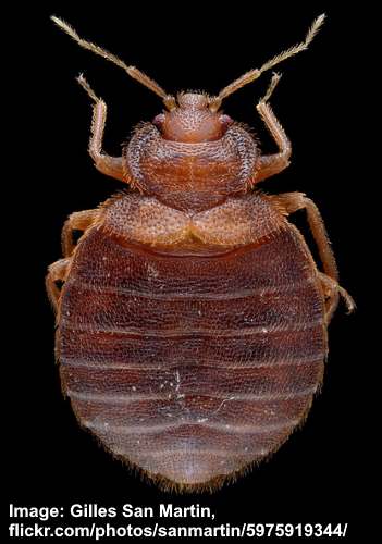 tiny red bugs in bathroom