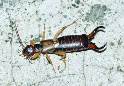 brown earwig