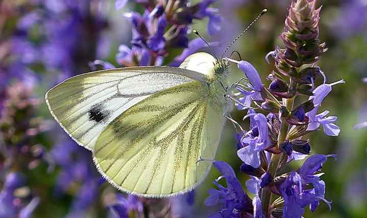 Cabbage Worms: Prevention, Control And Identification