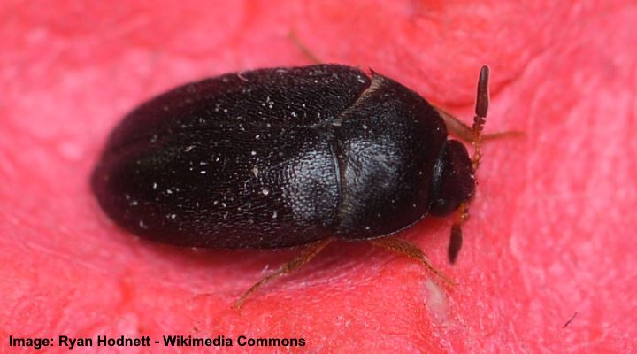Types Of Small Black Bugs With Pictures Identification - What Are The Tiny Black Beetles In My Bathroom
