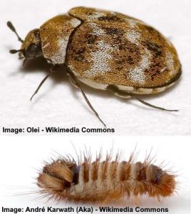 16 Small House Bugs With Pictures and Names - Identification Guide