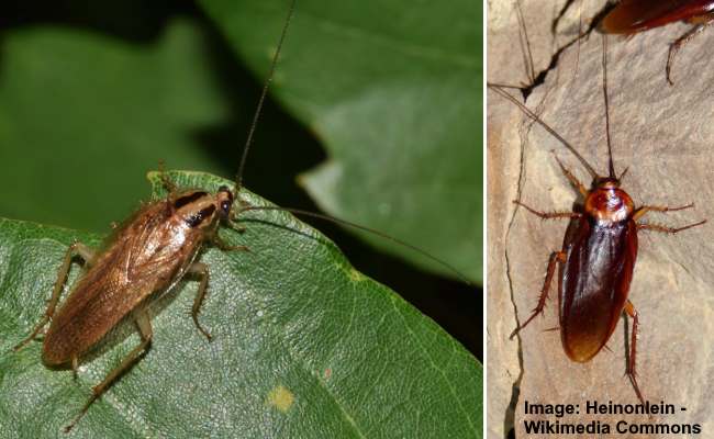 Flying Brown Bugs In House