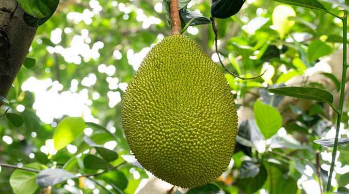 Jackfruit (Artocarpus heterophyllus)