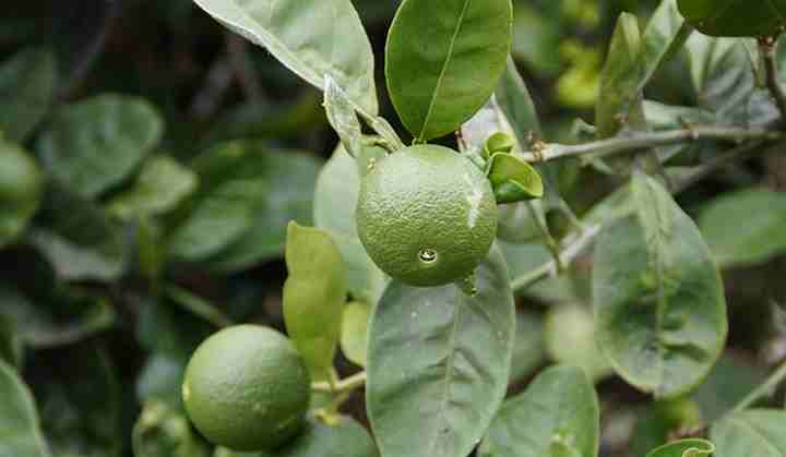 lime tree