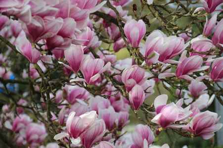 Saucer Magnolia Tree (Magnolia x soulangeana)