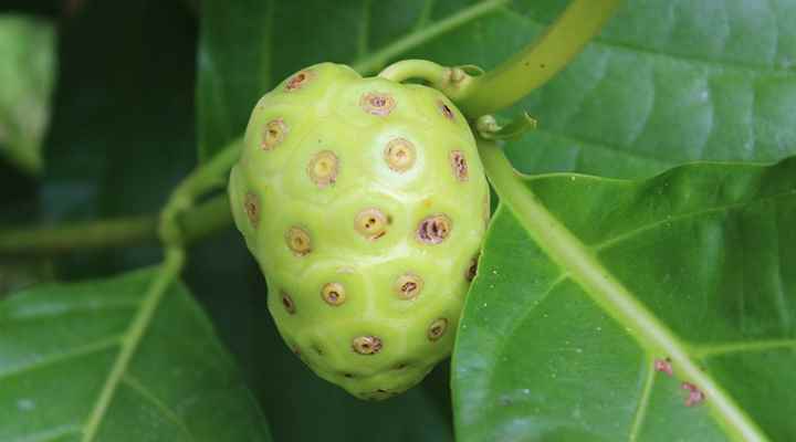 Noni (Morinda citrifolia)