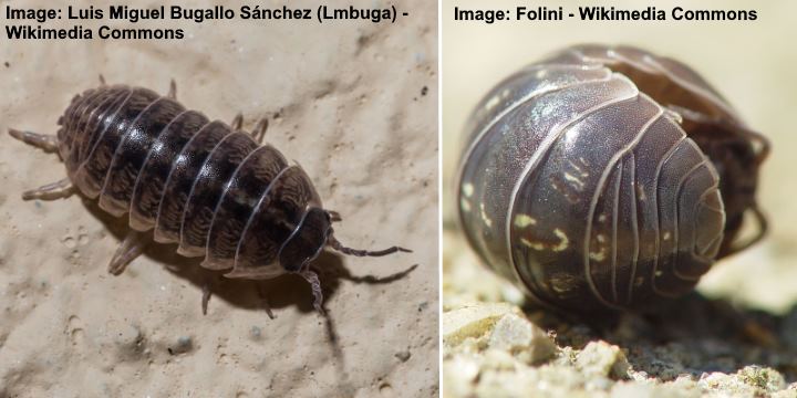 Pillbugs (Armadillidiidae)