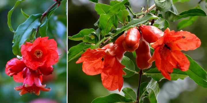 pomegranate flowers