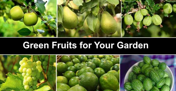 types of green fruit