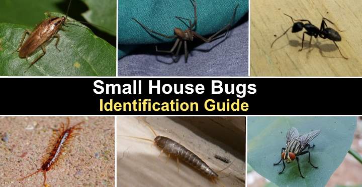 16 Small House Bugs With Pictures and Names - Identification Guide