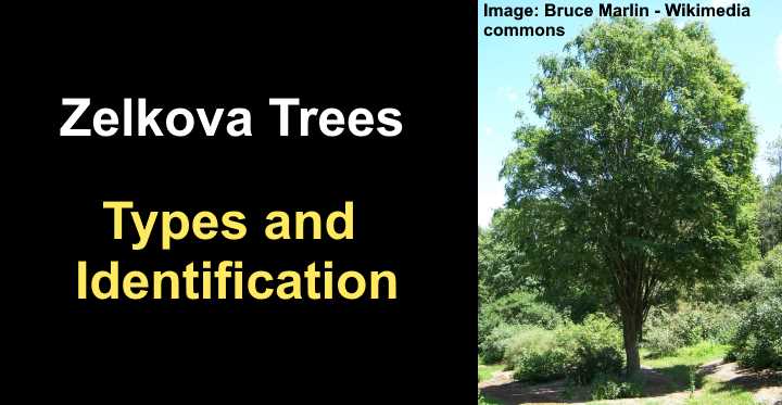 Zelkova Trees: Types, Leaves, Bark (Pictures) – Identification