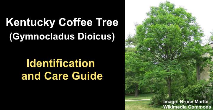 northeastern pennsylvania tree leaf guide