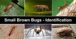 19 Small Brown Bugs (With Pictures) – Identification Guide