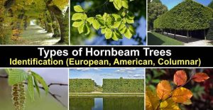 Types of Hornbeam Trees With Pictures and Identification (European ...