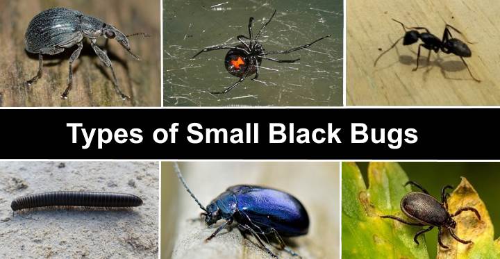 Types of Small Black Bugs (With Pictures) – Identification