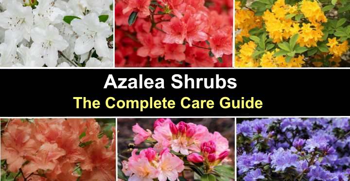 Azalea Bushes: Caring For Flowering Azalea (including Pruning and Growing  in Pots)
