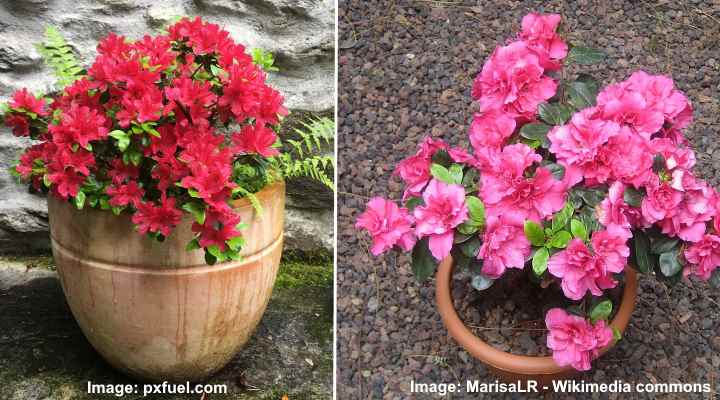 potted azalea