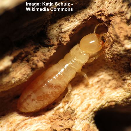 Termites (Isoptera)