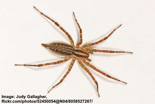 Spider with black-tan striped legs, Melbourne Australia : r