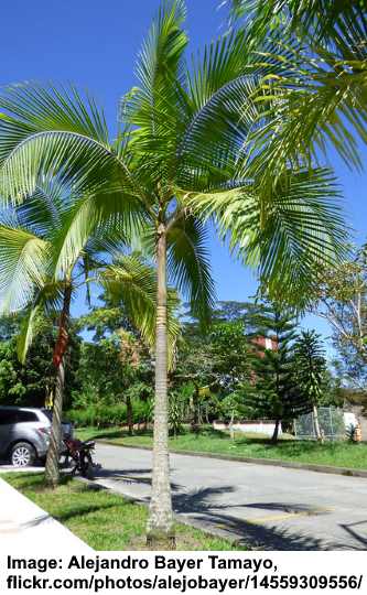 Pair of Palm Tree 80-100cm Winter Hardy Phoenix Palms Tropical Beauties 15cm Pot 