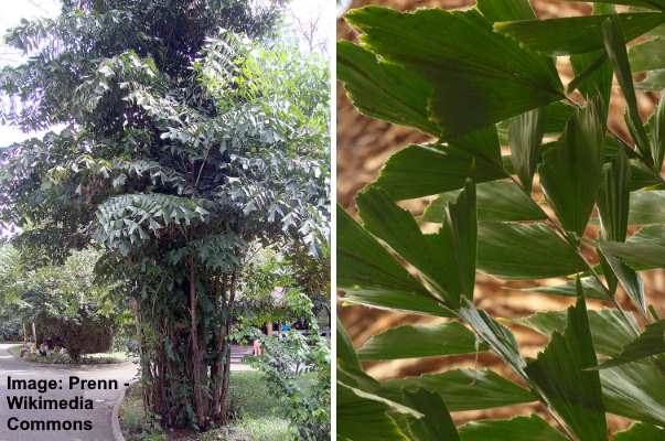 Fishtail Palm (Caryota mitis)