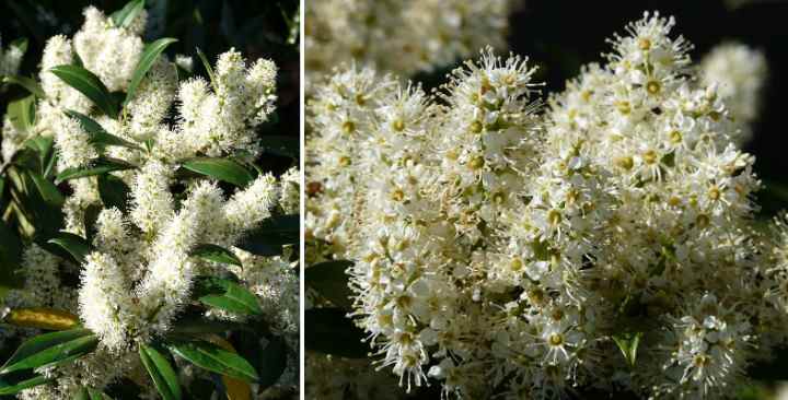 Cherry Laurel Flowers