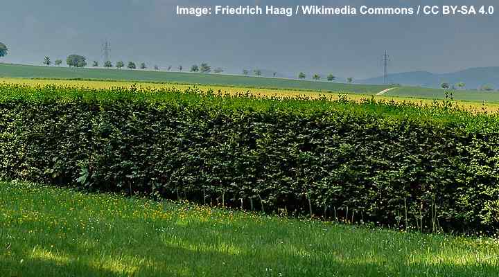 Cherry Laurel Hedge