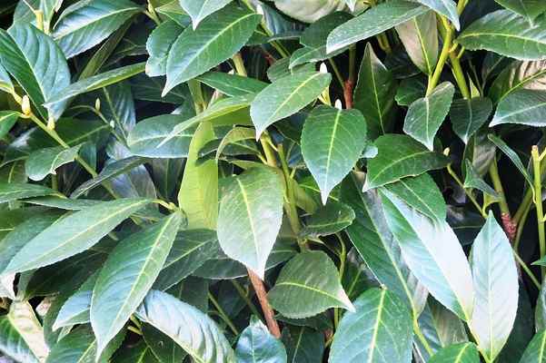 Cherry Laurel Leaves