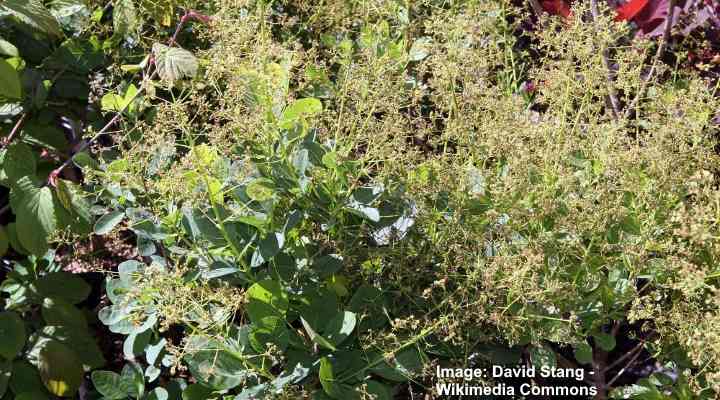 Smoke Tree: Complete Care Guide (Including Royal Purple Smoke Tree)