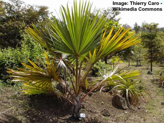 Red Latan Palm Tree (Latania lontaroides)