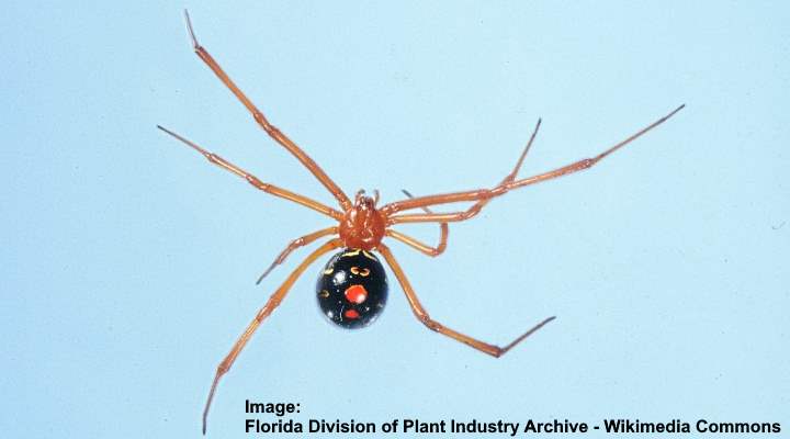 Red widow spider (Latrodectus bishopi)