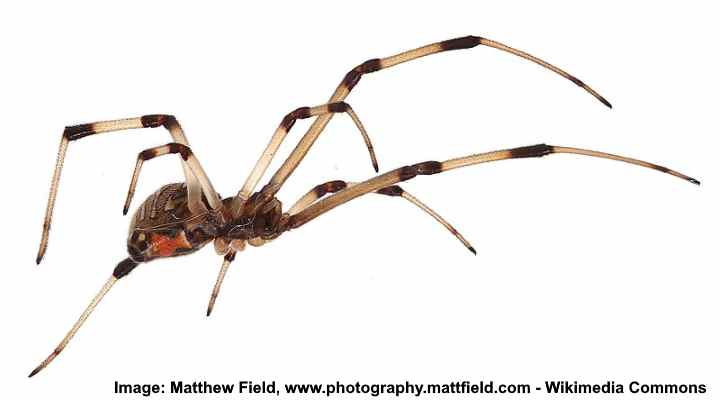 Brown black widow spider (Latrodectus geometricus) 