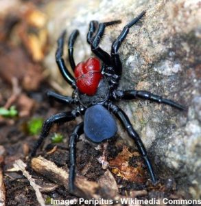 Black and Red (or Dark Orange) Spiders (with Pictures) - Identification ...