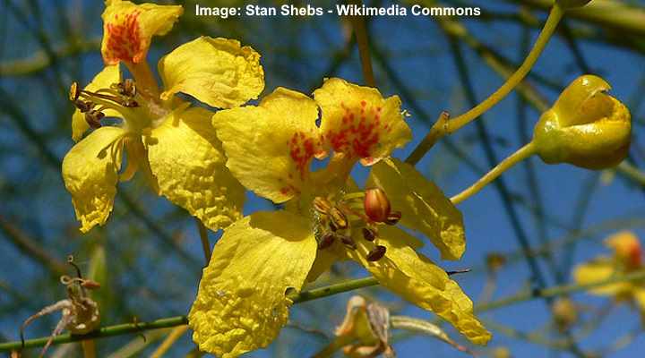 Parkinsonia aculeata flowers