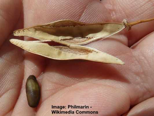 Parkinsonia aculeata) seed