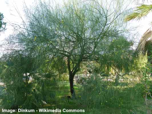 Parkinsonia aculeata tree
