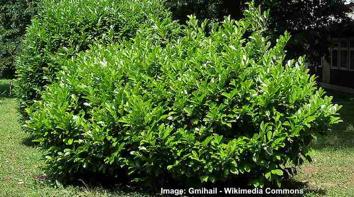 Cherry Laurel (English Laurel) Leaves, Flowers, Fruit (Pictures