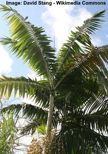 Montgomery Palm (Veitchia arecina)