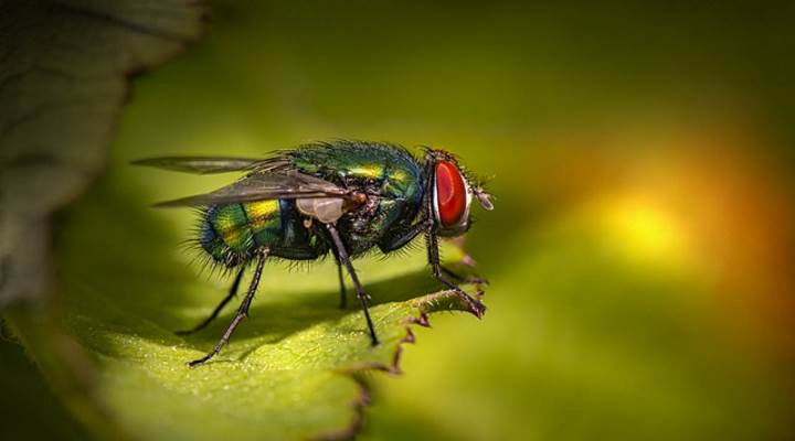 beautiful flying insects