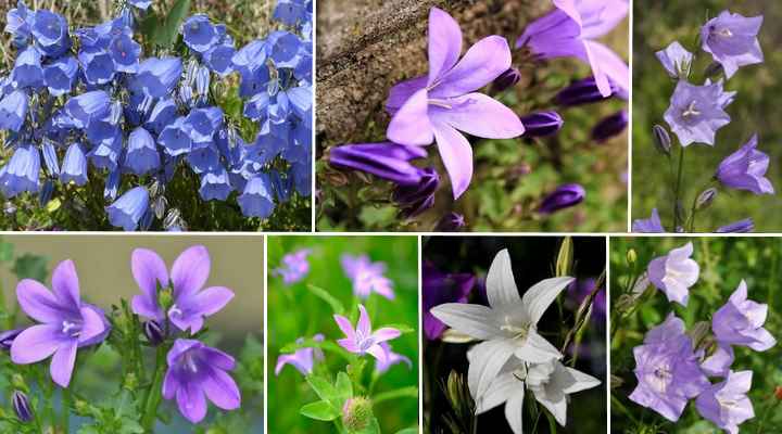 Campanula Flowers: Varieties, and Caring For Campanula Bellflower Plants