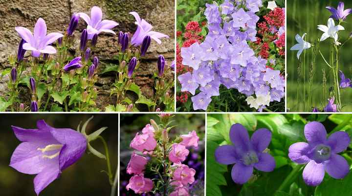 Campanula Flowers: Varieties, and Caring For Campanula Bellflower Plants