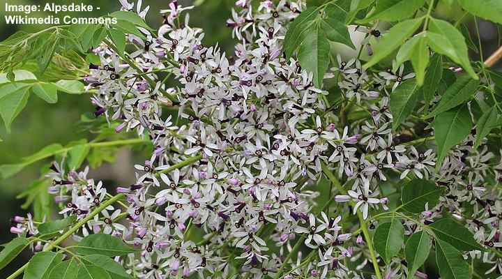 Chinaberry Tree (Melia Azedarach) : Leaves, Flowers, Bark, Fruit ...