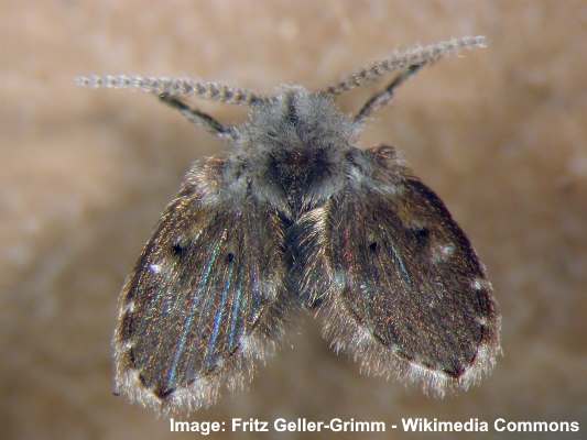 Drain fly (Psychodidae)