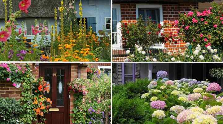19 Front Yard Flowering Plants Shrubs, Easy Landscaping Plants Full Sun