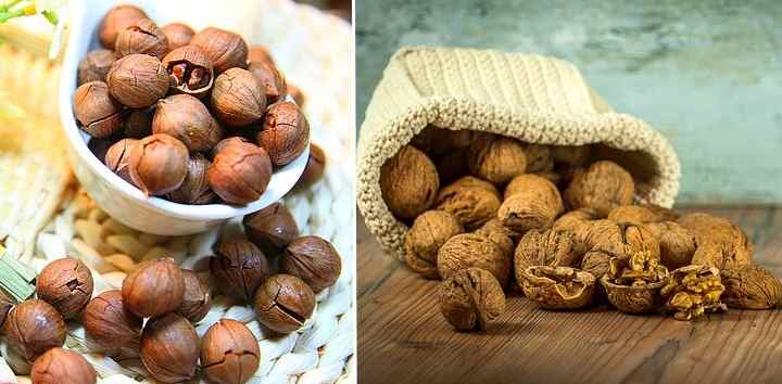 Hickory Nuts: Identification and Types (With Pictures)