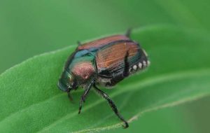 Types of Green Beetles (With Pictures) - Identification Guide